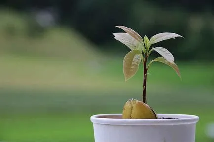 Avocado dintr-o piatră în casă (oase) Avocado dintr-o piatră la domiciliu