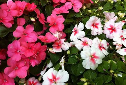 grădină Impatiens