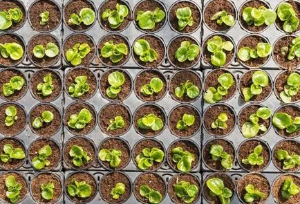 Begonia de plantare de tuberculi și de îngrijire în grădină, normele de creștere (de plantare) plantare Begonia tuberculi și de îngrijire în grădină, normele în creștere