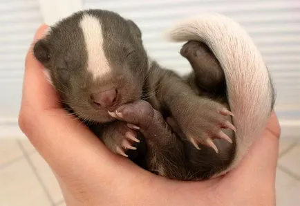 Badger - descriere, tipuri, în cazul în care viața, ceea ce mănâncă, foto (e) de Badger - descriere, tipuri, în cazul în care viața, ceea ce mănâncă, fotografii