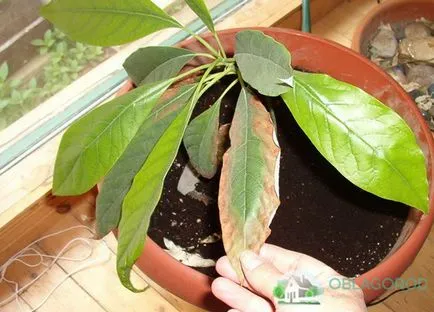 Avocado la domiciliu - secretele de creștere
