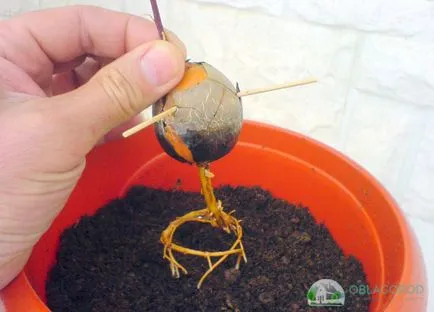 Avocado la domiciliu - secretele de creștere