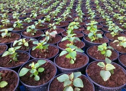 secrete grădină Impatiens de plantare și îngrijire de plante (gradina) secrete grădină Impatiens de plantare și îngrijire de plante