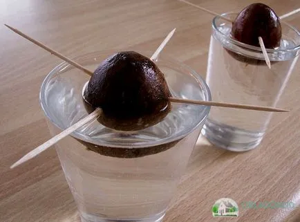 Avocado la domiciliu - secretele de creștere