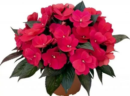 Impatiens în creștere din semințe atunci când plantare (cultivare) Impatiens în creștere din semințe atunci când plantate