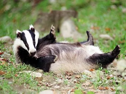 Badger - descriere, tipuri, în cazul în care viața, ceea ce mănâncă, foto (poze) Badger - descriere, tipuri, în cazul în care viața, ceea ce mănâncă, fotografii