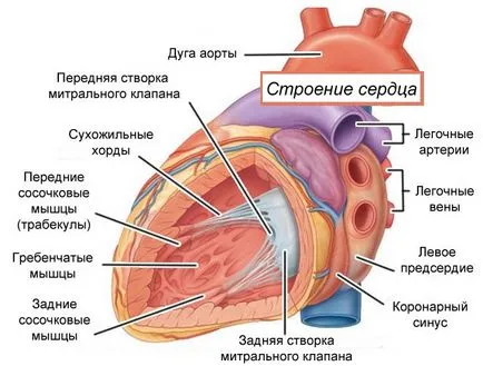 plasate Anormal coardă suplimentară în cavitatea ventriculului stâng al inimii, care este
