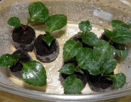Impatiens în creștere din semințe atunci când plantare (semințe) Impatiens în creștere din semințe atunci când plantate