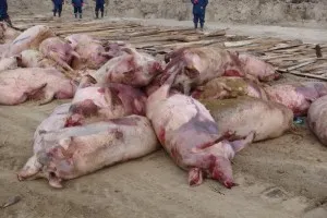 Simptomele bolii porcine și de tratament, video, foto