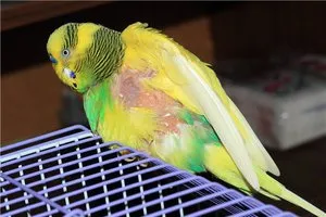 Boli ondulat papagali fotografii și simptomele lor, modul de a preveni boala