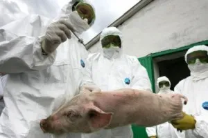 Simptomele bolii porcine și de tratament, video, foto