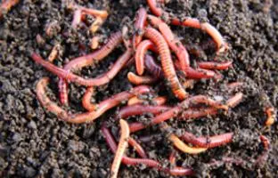 Vermicompost - ceea ce este vermicompost pentru plante de apartament