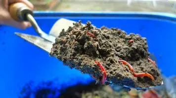 Vermicompost - ceea ce este vermicompost pentru plante de apartament