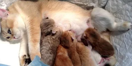 Sarcina pisica de saptamana in imagini (cat) pisica Sarcina de săptămâna în imagini