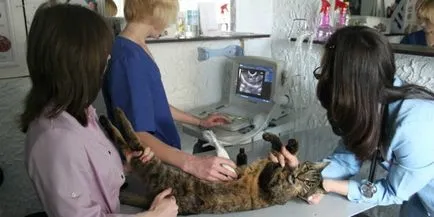 Sarcina pisica de saptamana in imagini (cat) pisica Sarcina de săptămâna în imagini