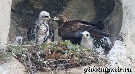 Golden Eagle pasăre