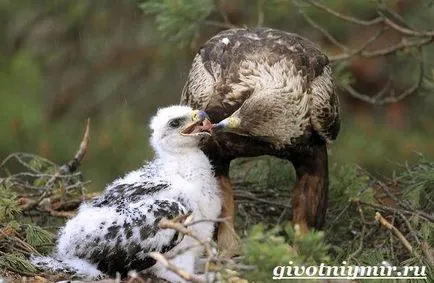 Golden Eagle pasăre