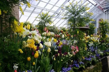 Ideea de afaceri de flori în creștere
