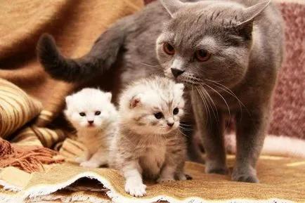 Sarcina pisica de saptamana in imagini (cat) pisica Sarcina de săptămâna în imagini