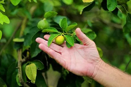 Bergamot în creștere în grădină, cu propriile sale mâini