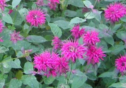 Bergamot în creștere în grădină - sfaturi fit