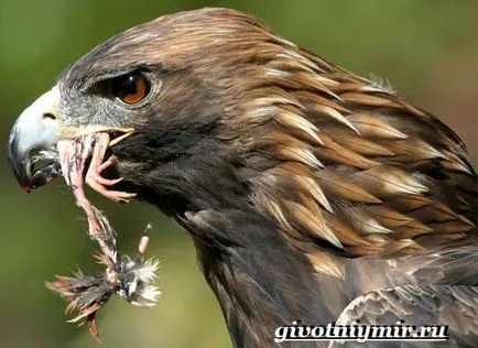 Golden Eagle pasăre