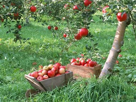 Boli ale caisul și alte probleme, de ce nu dea roade, și ce să facă cu fotografii