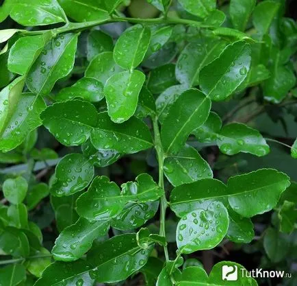 plante în creștere la domiciliu - Bergamot