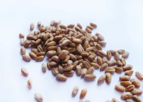 Bulgur - beneficiu, rău, și calorii rețete (bulgur de gătit) Bulgur - beneficiu, rău, și calorii rețete