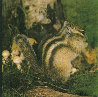 Chipmunk - un