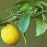 Furajul acvariu de pește, foaie de ieftin mamei (furaje) Alimentarea acvariu de pește, foaie de ieftin mamei