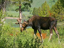 Ce mănâncă elani în pădure, în vara și iarna, totul despre animale