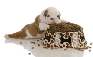 Cum de a hrăni câinele, hrăni câinele dieta adecvata (hrana pentru animale) Cum de a hrăni câinele, hrăni câinele o dietă corectă