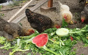 Furajul de găini ouătoare, producția de alimente în casă (conținutul găinilor ouătoare la domiciliu hrănire) Ce să se hrănească găini, producția de alimente în casă