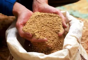 Furajul de găini ouătoare, producția de alimente în casa (alimentația găinilor ouătoare la domiciliu) Ce să se hrănească găini, producția de alimente în casă