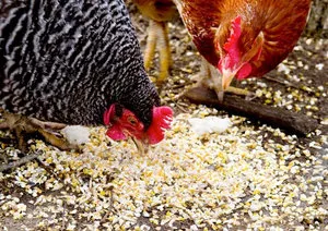 Furajul de găini ouătoare, producția de alimente în condiții de casă (dacă este posibil să se hrănească găinile ouătoare cartofi fierți) Ce să se hrănească găini, producția de alimente în casă
