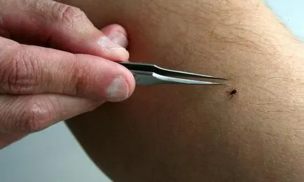 Căpușele sunt periculoase pentru oameni și animale