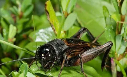 Ce mănâncă cricket în natură și locuire umană