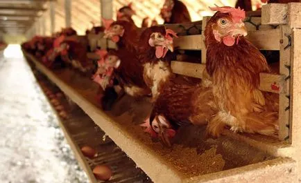 Ce să se hrănească găini, producția de alimente la domiciliu (hrănirii puilor normele de găini ouătoare la domiciliu) Ce să se hrănească găini, producția de alimente în casă