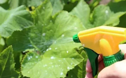 Laptele de pulverizare castravete, infuzia ser de pâine, o fotografie, video (spray) Laptele de pulverizare castravete, infuzia ser de pâine, foto, video