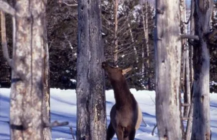 Moose mănâncă ceea ce mănâncă elani de iarnă în pădure