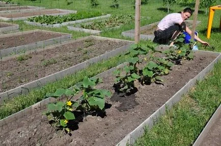 Castraveții de hrană în sol, în scopul de a crește randamentul de 2 ori (castraveți) Castraveții de hrană în sol, în scopul de a crește randamentul de 2 ori