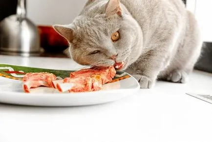 Ce să se hrănească un pisoi și de câte ori pe zi (cât de mult pentru a alimenta un pisoi) Ce să se hrănească un pisoi și de câte ori pe zi