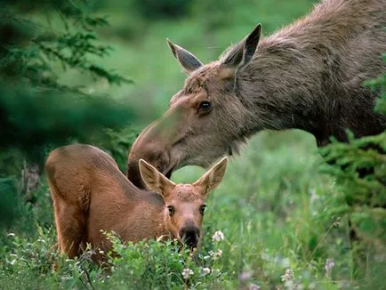 Ce mănâncă elani în pădure, în vara și iarna, totul despre animale