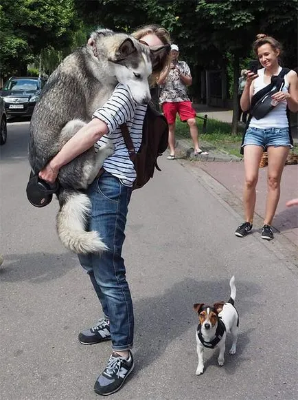 Ce se tem de câini 40 de fotografii - xoxo - vom prelungi viața) (care) Ce se tem de câini 40 de fotografii - xoxo - vom prelungi viața)