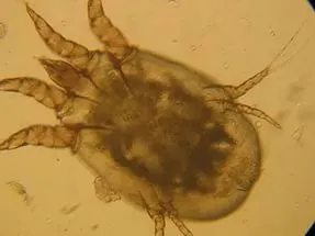 Scabie papagal