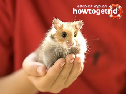 Ce ar trebui să fac în cazul în care hamsterul a scăpat din cușcă