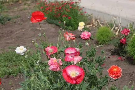 Ce te interesează