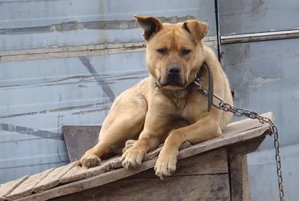Ceea ce câinele nu au miros de câine