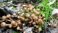 Aceasta înflorește pe copaci în primăvara (ciuperci preferă să crească) Aceasta înflorește pe copaci în primăvara anului
